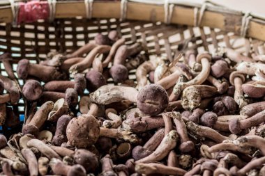 Yazın ormanda yenebilir mantarlarla dolu bir sepet vardır: boletus, chanterelle..