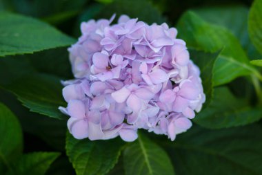 Hydrangea makrophylla, Hydrangeaceae familyasından bir bitki türü. Yeşil yapraklı mavi ortanca.