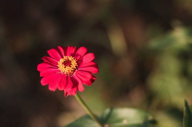 Arkaplan için bulanık ve bulanık görüntü. Pembe zinnia çiçekleri güzelleştirir. Sıradan Zinnia (Zinnia elegans) bahçede çiçek açar. kopyalama alanı. Eski tarz.