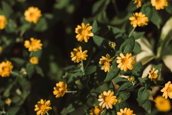 Defocused and blurred image for background. Yellow flowers in full bloom beautiful sunlight. Blooming of the doronicum flowers, yellow daisies, vintage style. yellow background.