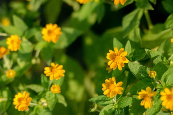 Defocused and blurred image for background. Yellow flowers in full bloom beautiful sunlight. Blooming of the doronicum flowers, yellow daisies, vintage style. yellow background.