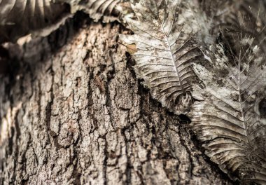 Paraziti olan bir ağaca yaklaş. Kahverengi kabuğun kabartmalı dokusu. Ağaç kabuğu dokusu. Kusursuz ağaç kabuğu dokusu. doğal arkaplan olarak ağaç kabuğu kullanımı dokusu