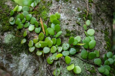 Ağaçtaki parazitler, büyük ağaçlar, dallar, ağaçlara yapışan yeşil küçük bitkiler. Ağaç kütüğündeki yeşil yosun..