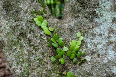 Ağaçtaki parazitler, büyük ağaçlar, dallar, ağaçlara yapışan yeşil küçük bitkiler. Ağaç kütüğündeki yeşil yosun..