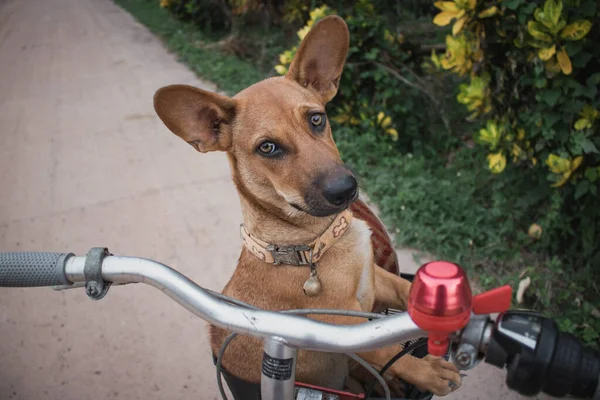 Маленькая Коричневая Тайская Собака Сидит Велосипедной Корзине Очередь Смотрящая Камеру — стоковое фото