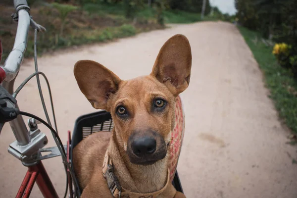 Perro Tailandés Marrón Pequeño Siéntate Una Cesta Bicicleta Línea Mirando — Foto de Stock