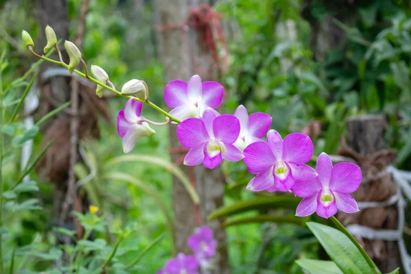 Orchid flower In the back garden. purple and white orchid. Macro. Orchid background. Bouquet of purple renanthera orchids flower in a tropical garden. white orchid. renanthera close up.