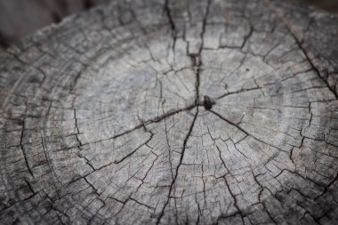 Ağacın çapraz kesimi. Çatlak ahşap arka plan. Yaşlı ağaç kütüğü. Ağaç kütüğü devrilmiş. Yıllık halkaları olan gövdenin bir bölümü..