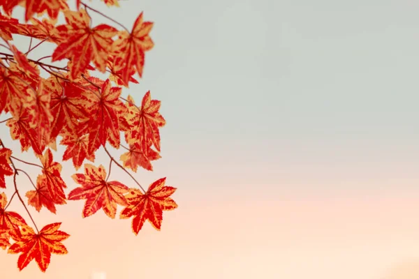 Rozmazané Pozadí Červený Javorový List Jako Podzimní Symbol Jako Sezónní — Stock fotografie