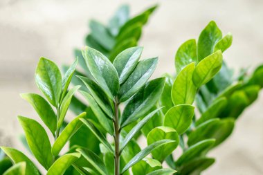 Zamioculcas zamifolia-dolar ağacı. Zanzibar Mücevheri Ağacın adı hayırlı. Evinizi ve ofisinizi dekore etmek için uygun..