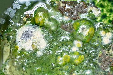 Yeşil küf arka planı. Su arka planında küf, mantar, bakteri, yüzeyde küf büyümesi. Kirli su. kabarcık mantar.