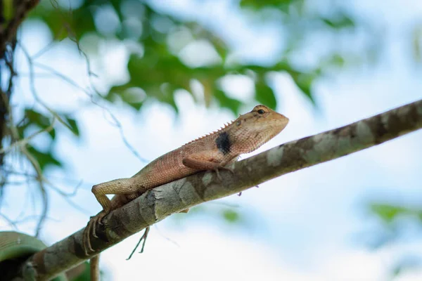 Větvi Seděl Chameleon Chameleon Splynout Přírodou Usazený Větvi — Stock fotografie