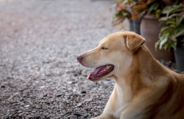 Cachorro Marrón Encantador Cachorro Gran Perro Doméstico Tirado Suelo Lindo — Foto de Stock