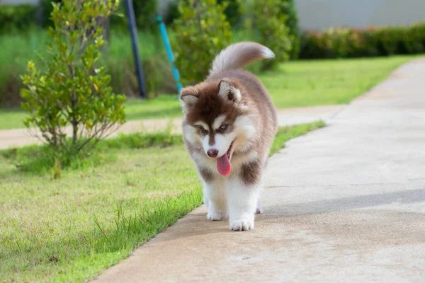 Cute Siberian Husky Puppy Grass Siberian Husky Puppy Outdoors Walk — Stock Photo, Image