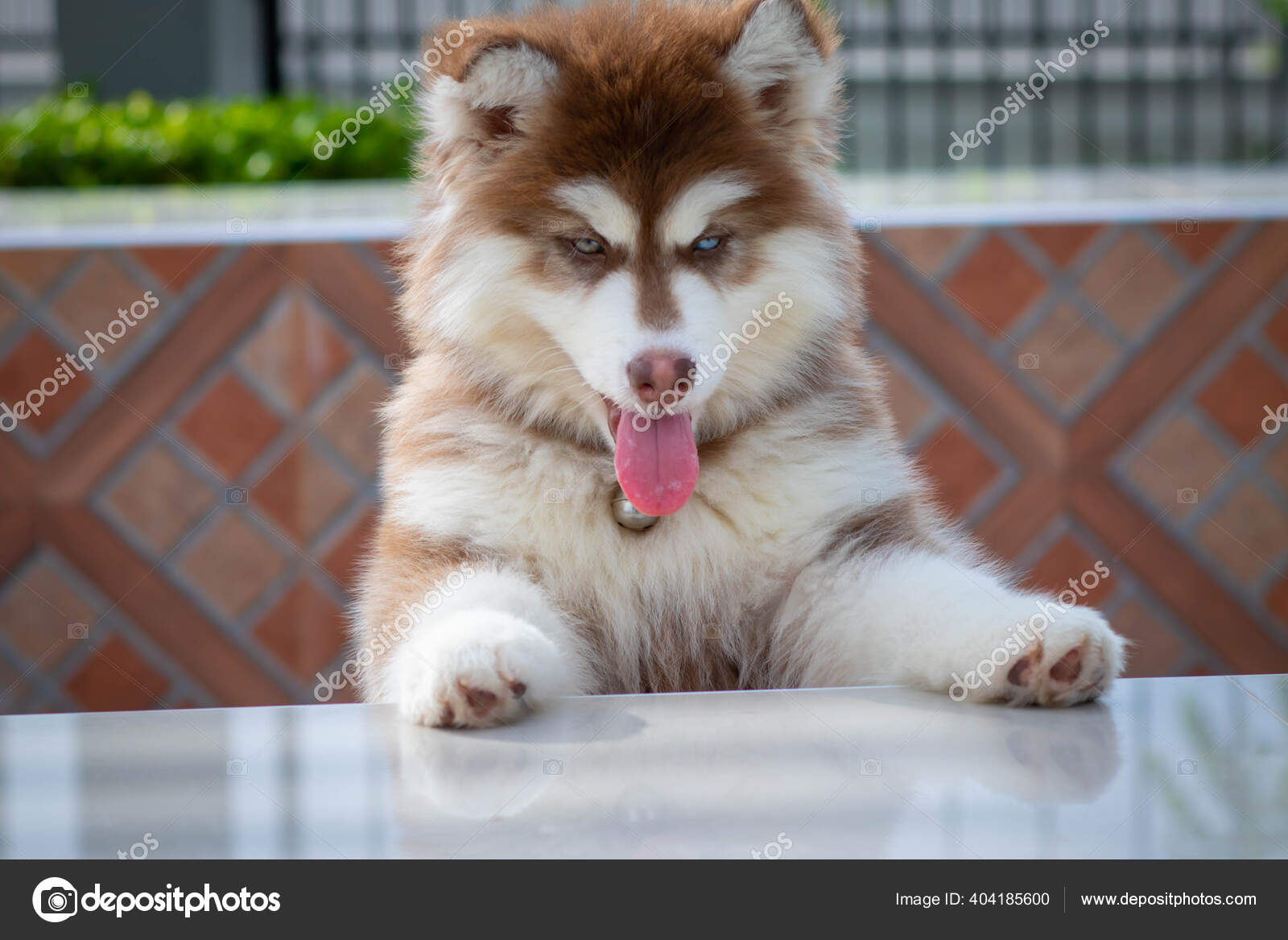 Niedlicher Sibirischer Husky Welpe Bis Den Tischrand Sibirische Huskywelpen Freien Stockfotografie Lizenzfreie Fotos C Nantichak56 Nu Ac Th 404185600 Depositphotos