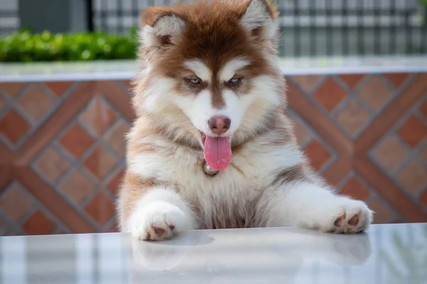 Niedlicher Sibirischer Husky Welpe Bis Den Tischrand Sibirische Huskywelpen Freien — Stockfoto