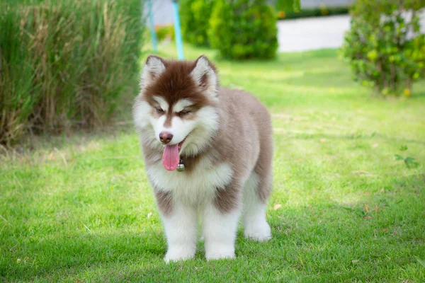 Niedlicher Sibirischer Husky Welpe Auf Gras Sibirische Huskywelpen Freien Bei — Stockfoto