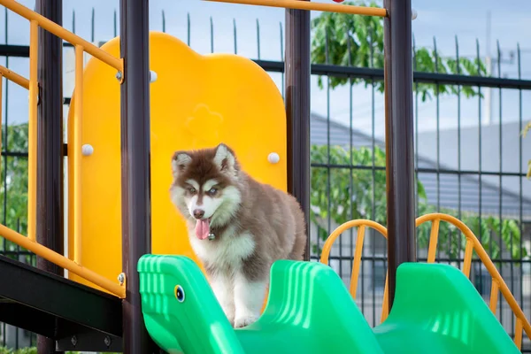 Mignon Chiot Husky Sibérien Dans Cour Récréation Chien Saute Sur — Photo