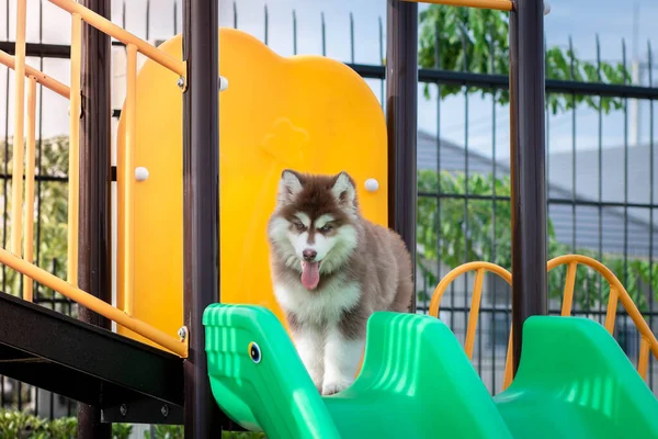 Bonito Filhote Cachorro Siberiano Parque Infantil Cão Salta Playground — Fotografia de Stock