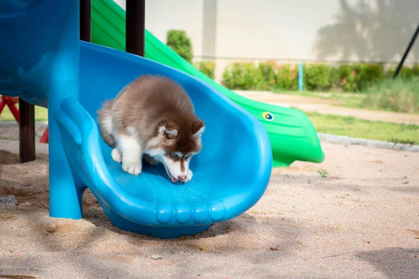 Niedlicher Sibirischer Husky Welpe Auf Dem Spielplatz Hund Springt Auf — Stockfoto