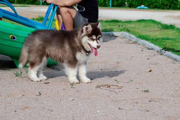 遊び場でかわいいシベリアのハスキー子犬 犬が遊び場に飛び — ストック写真