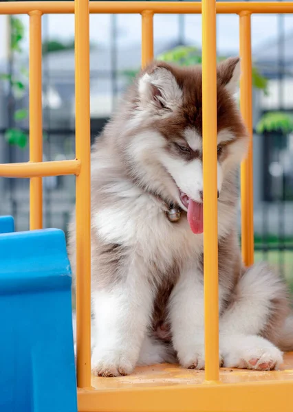 Lindo Cachorro Husky Siberiano Patio Recreo Perro Salta Patio —  Fotos de Stock