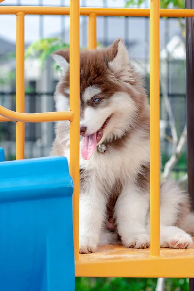 Niedlicher Sibirischer Husky Welpe Auf Dem Spielplatz Hund Springt Auf — Stockfoto