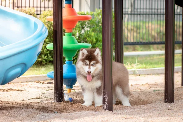 Mignon Chiot Husky Sibérien Dans Cour Récréation Chien Saute Sur — Photo