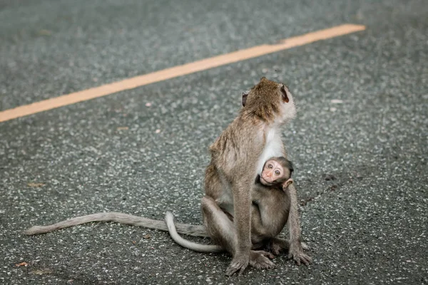 Macaco Mãe Com Macaco Bebê Fundo Estrada Cinza Macaco Vervet — Fotografia de Stock