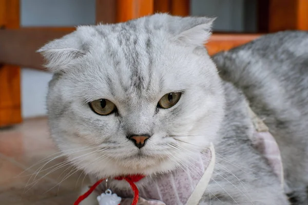 Χνουδωτή Γκρι Όμορφη Ενήλικη Γάτα Φυλή Σκωτίας Φορές Πολύ Κοντά — Φωτογραφία Αρχείου