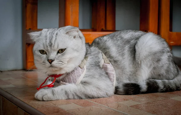 Fluffy Gray Beautiful Adult Cat Breed Scottish Fold Very Close — Stock Photo, Image