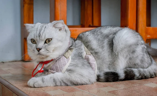 Χνουδωτή Γκρι Όμορφη Ενήλικη Γάτα Φυλή Σκωτίας Φορές Πολύ Κοντά — Φωτογραφία Αρχείου