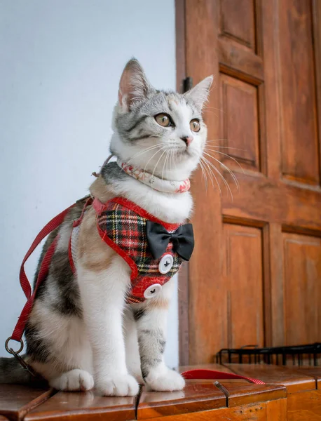 Όμορφη Γάτα Αιλουροειδούς Στο Σπίτι Κατοικίδιο Ζώο Γκρι Πορτοκαλί Και — Φωτογραφία Αρχείου