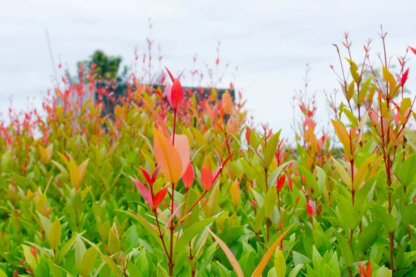 Fechar Folha Beleza Australian Rose Apple Brush Cherry Creek Lily Imagem De Stock