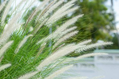 Yol kenarındaki çim çiçekleri. Uzun bir çimen türünün sonbaharında çiçekler. Akşam güneşinde yol kenarında çimenler. Beyaz arka plan. Yeşil arkaplan.