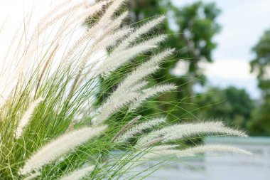 Yol kenarındaki çim çiçekleri. Uzun bir çimen türünün sonbaharında çiçekler. Akşam güneşinde yol kenarında çimenler. Beyaz arka plan. Yeşil arkaplan.
