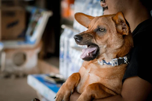 Angry dog with bared teeth. Small brown Thai dog growls guards on the sit on lap of the owner. The dog protects the owner.