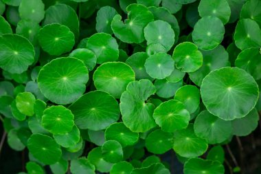 Taze yeşil yaprak. Gotu kola. Centella Asiatica. Centella asiatisinin güzel bir geçmişi var, bitkiler iltihabı iyileştirmeye yardımcı oluyor. seçici odak.