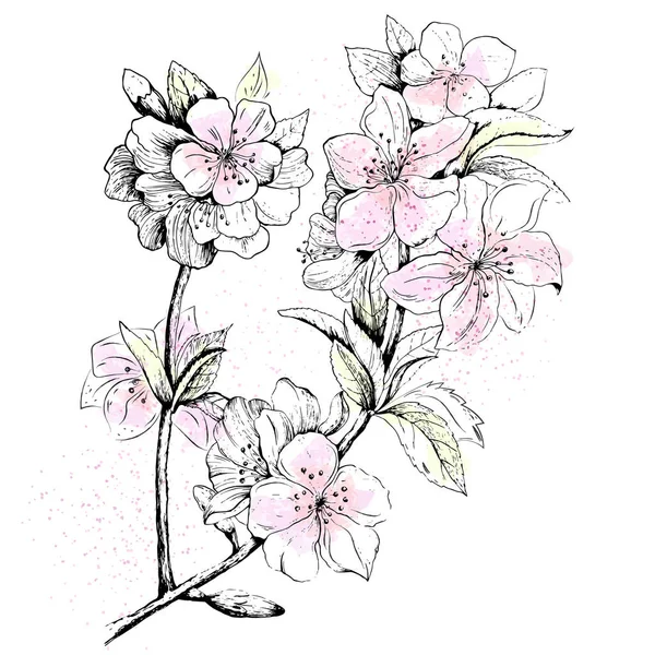 花とリンゴの木の繊細な枝。手描き線画. — ストックベクタ