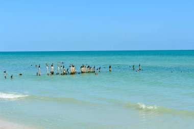 Meksika Körfezindeki Pelikanlar