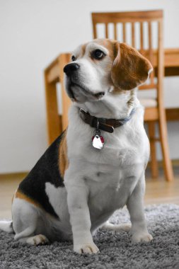 Apartmanda karşı konulmaz bakışları olan bir av köpeği.