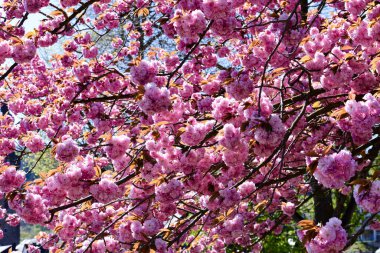 Kiraz ağacının pembe çiçekleri