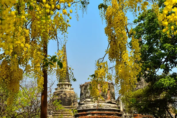 Laburnum Parque Histórico Ayutthaya Con Templos —  Fotos de Stock