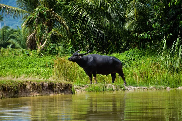 Vízibivaly Phuket Egy Víznyelő — Stock Fotó