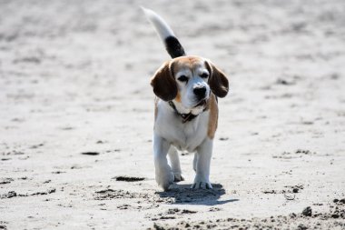 Kumsalda sıradan görünüşlü bir av köpeği.