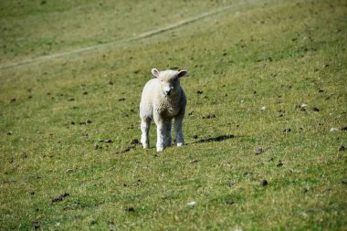Buesum 'da küçük şirin bir koyun