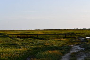 Heather manzarası St. Peter 'da Akşam güneşinin altında