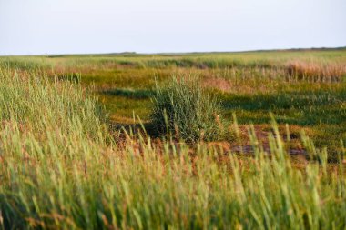 St. Peter Heathland 'de yürü Akşam güneşinde sipariş ver