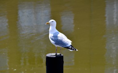 Husum limanında bir martı oturuyor
