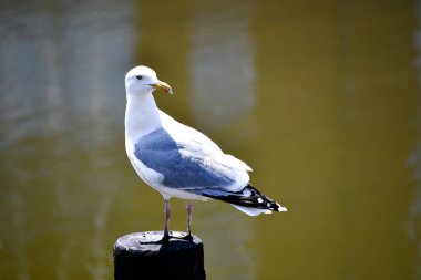 Husum limanında bir martı oturuyor